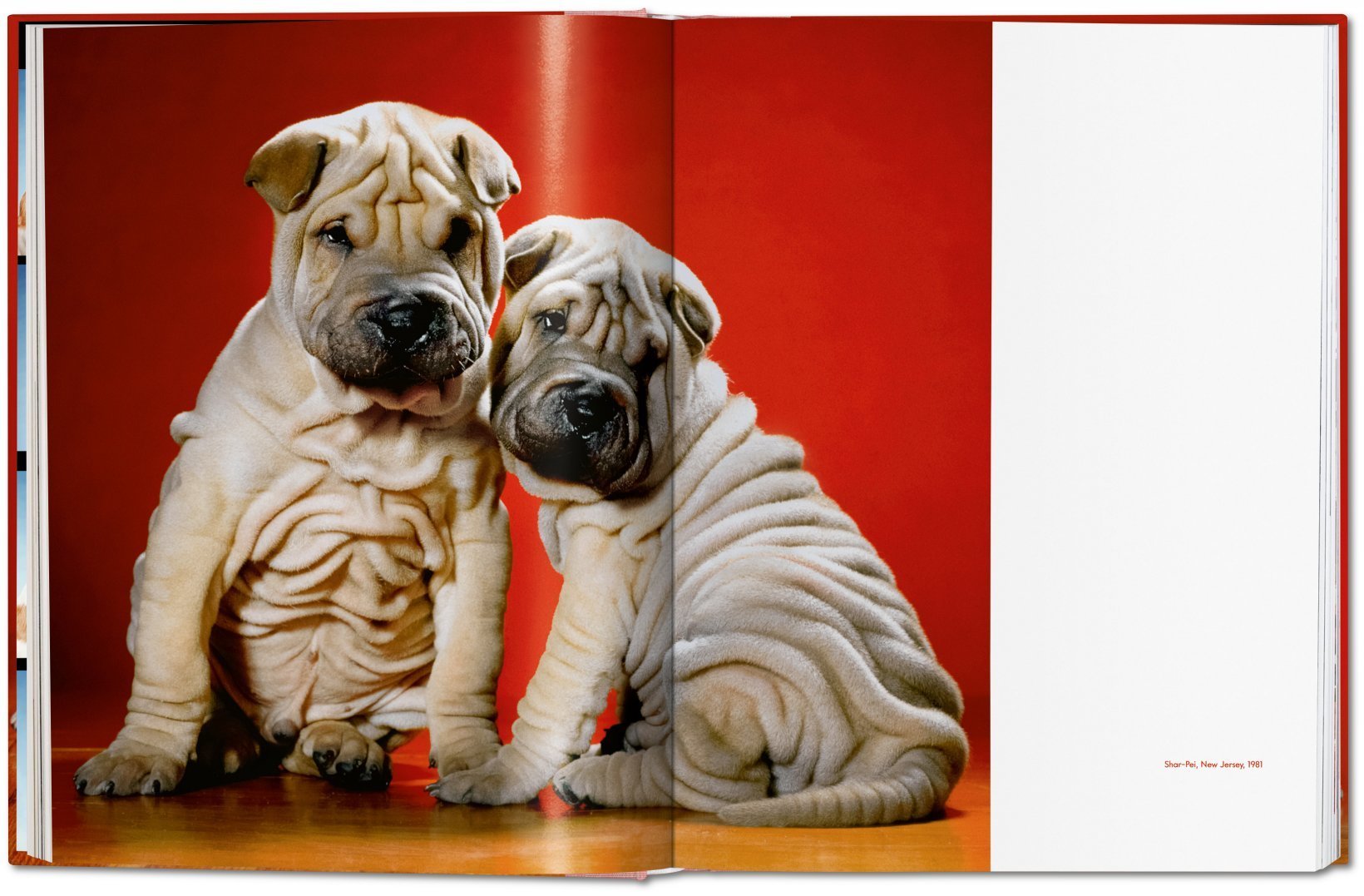 WALTER CHANDOHA DOGS
