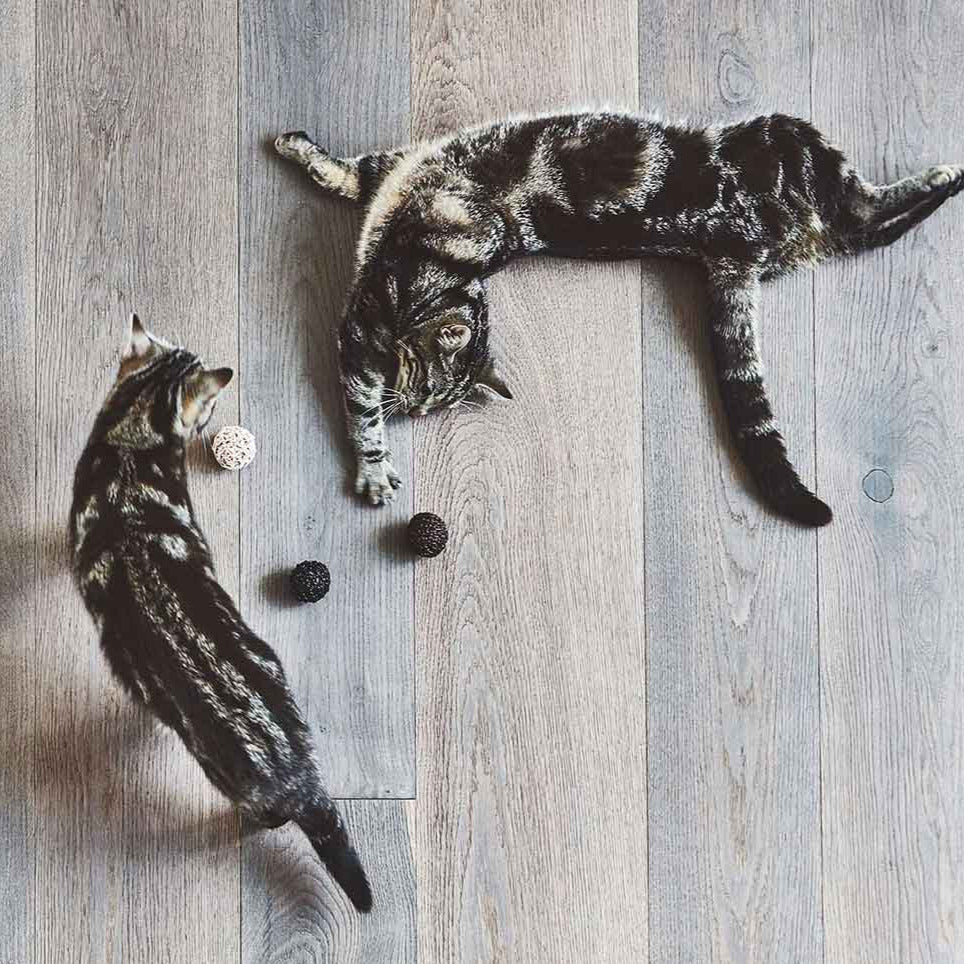 Jouet pour Chat - Balle en liège et cuir | FILO