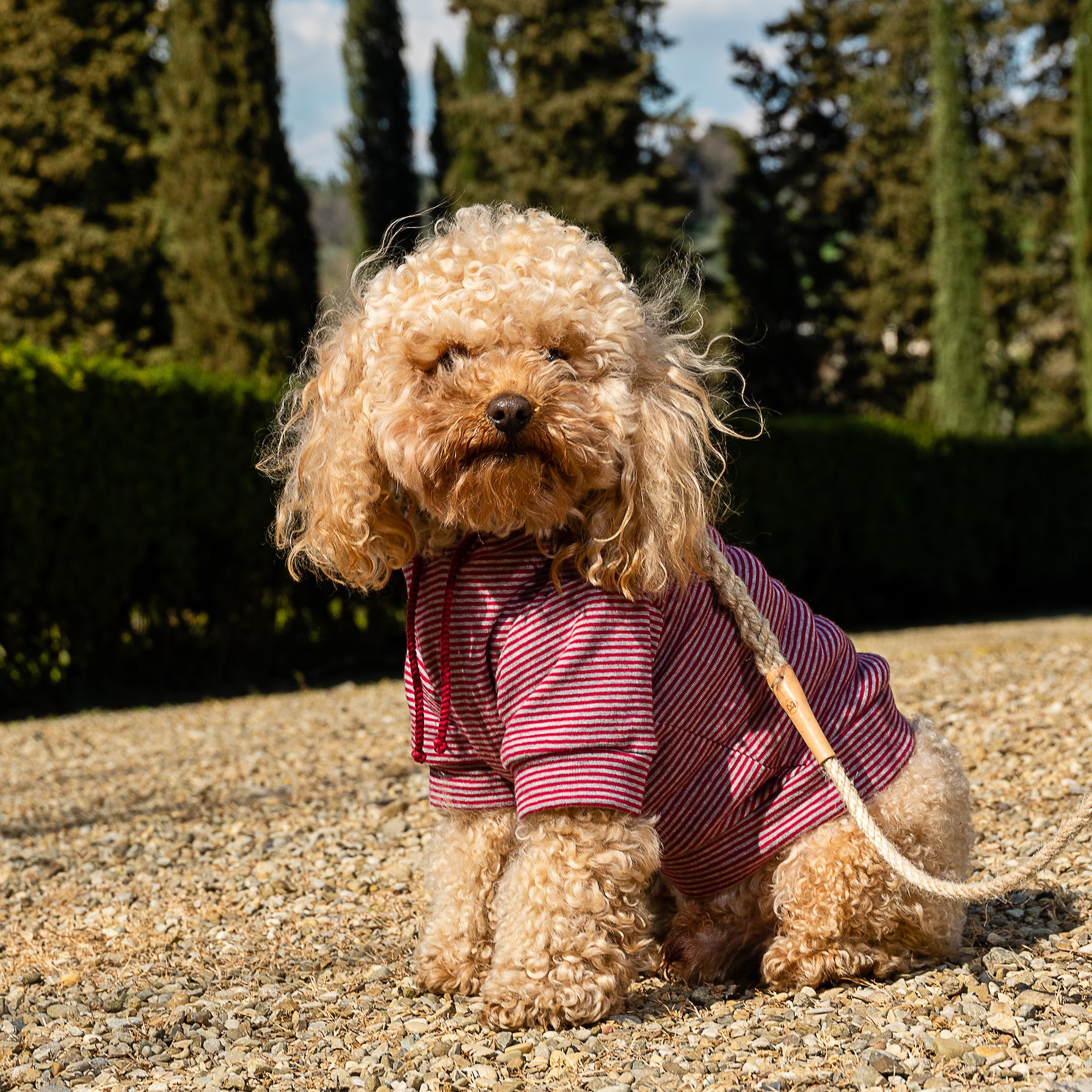 Sweat à capuche pour Chien de Luxe - RED RUNNING