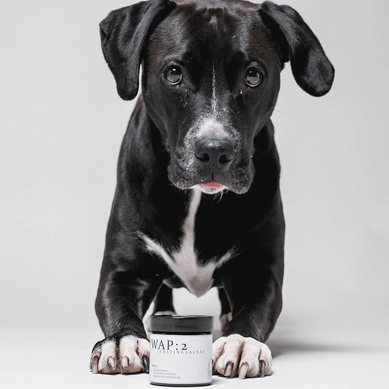 Anti-puces et antiparasitaires pour chien 