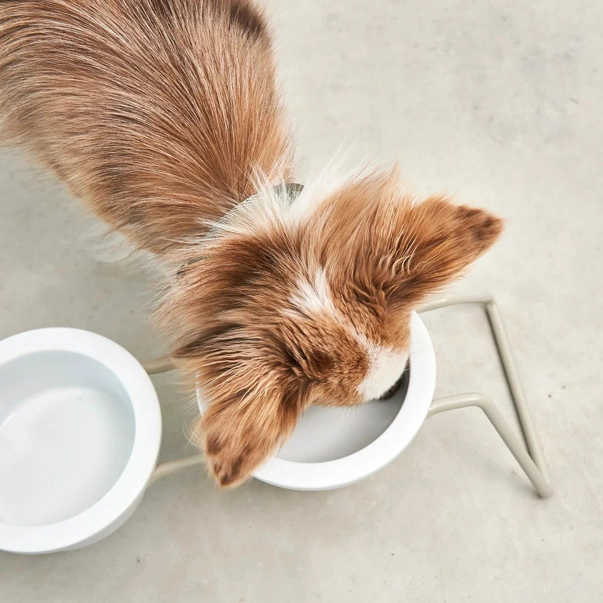 Bol minimaliste pour animal – intérieur contemporain