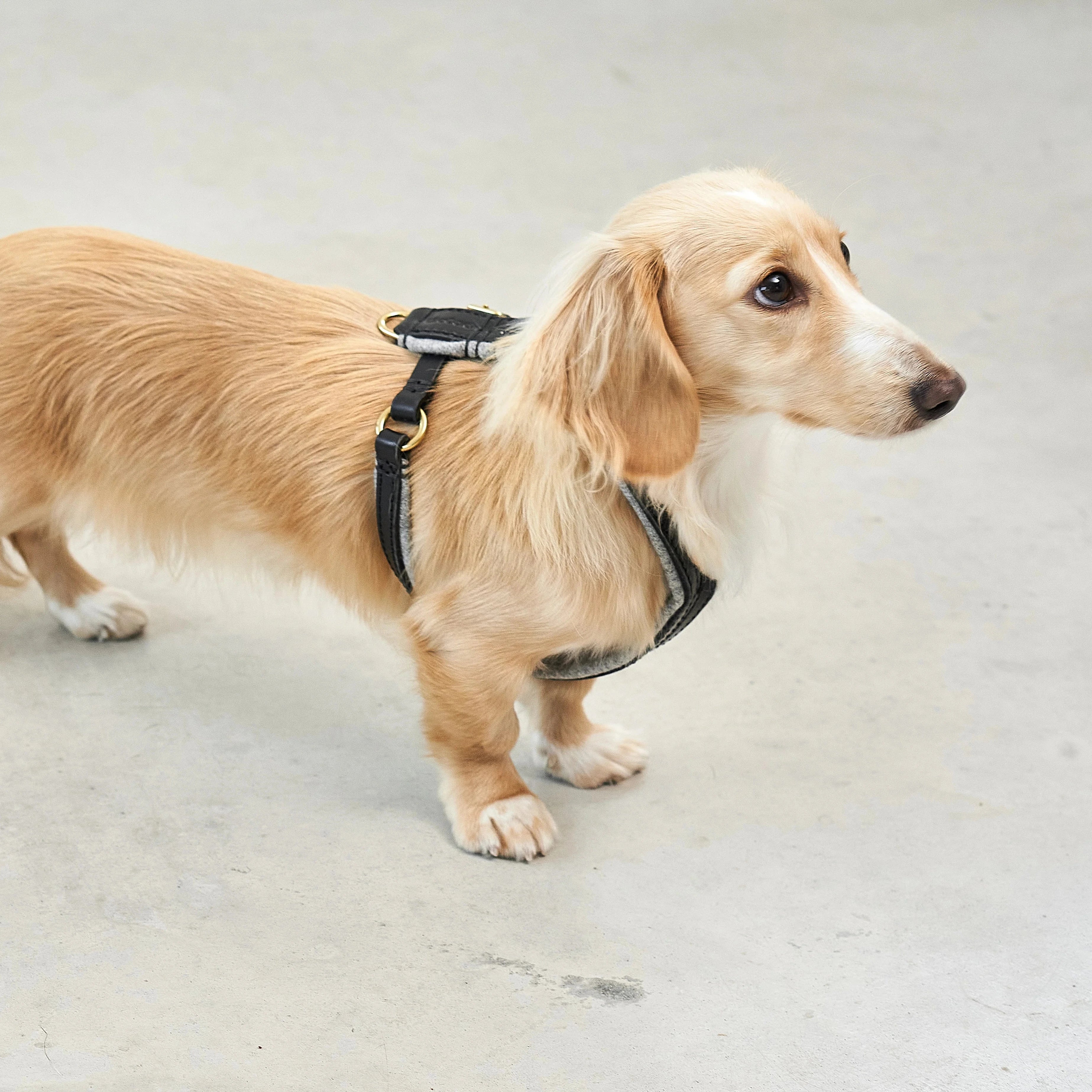 Harnais cuir premium Verona – détails boucle métal et couture soignée