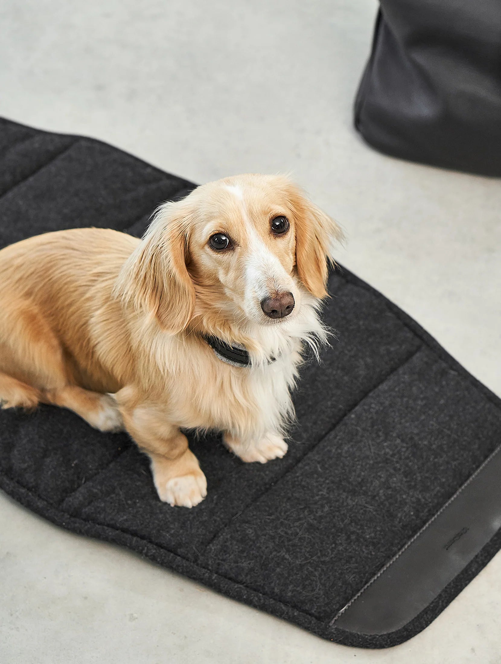 MiaCara Borsa – intérieur doux pour chien petit gabarit