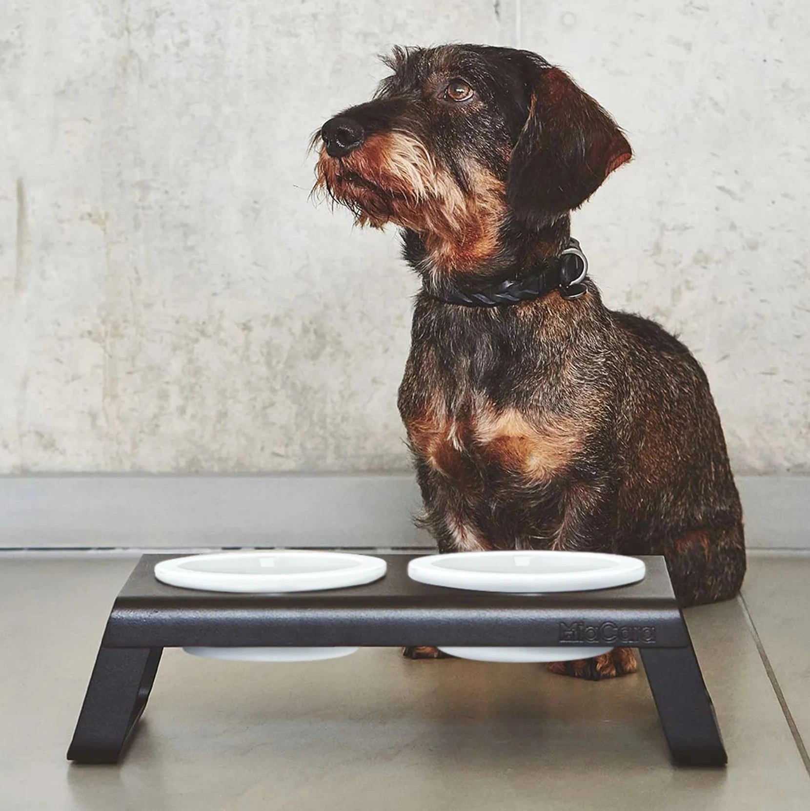 Support gamelles surélevé design – intérieur contemporain