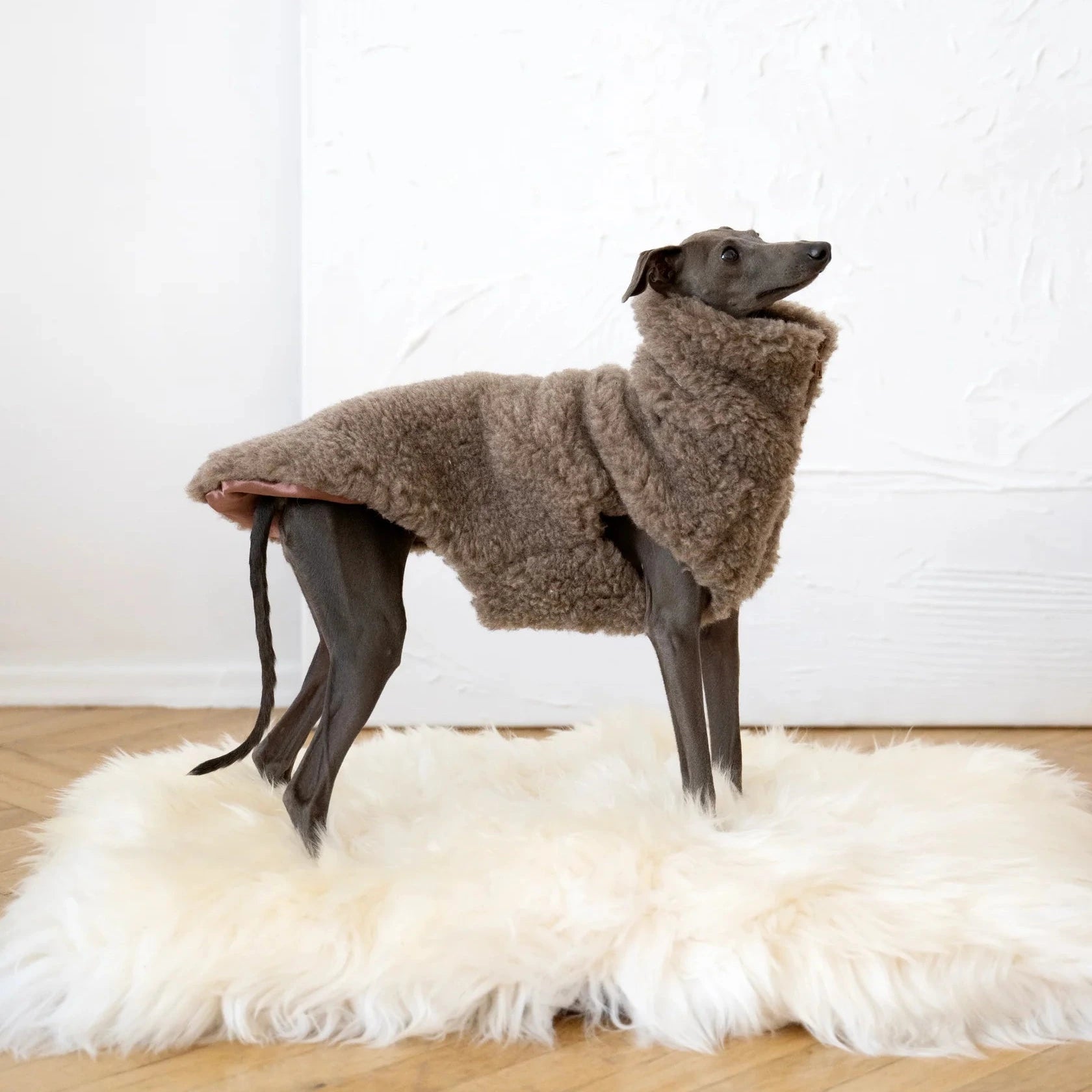 Gilet chien design – inspiration mode contemporaine