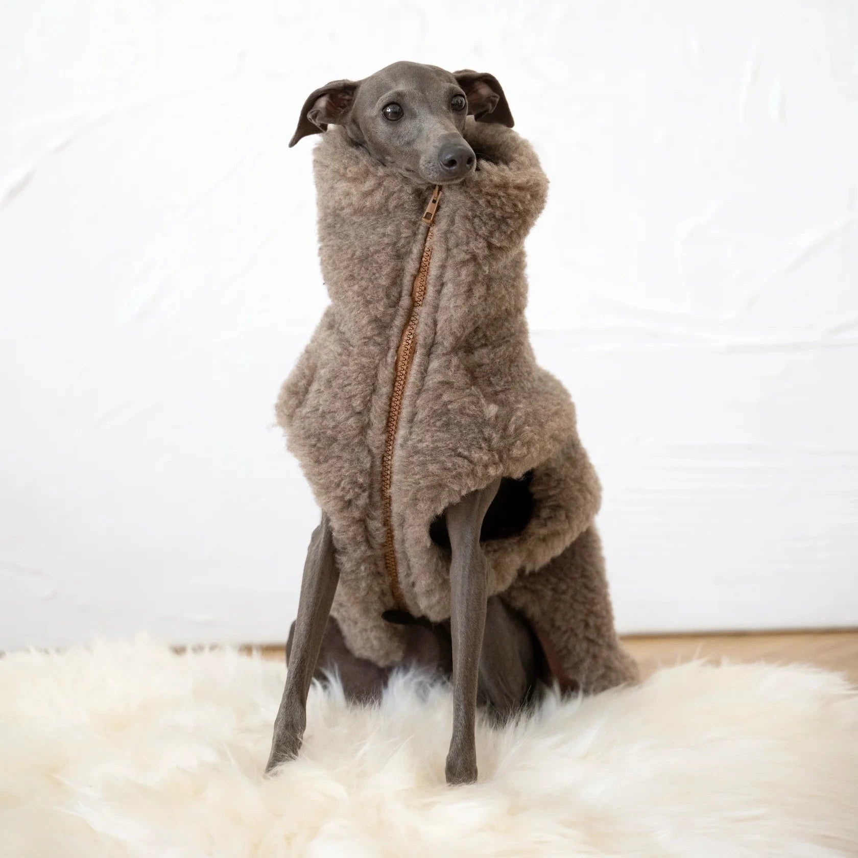 Gilet chien design – inspiration mode contemporaine
