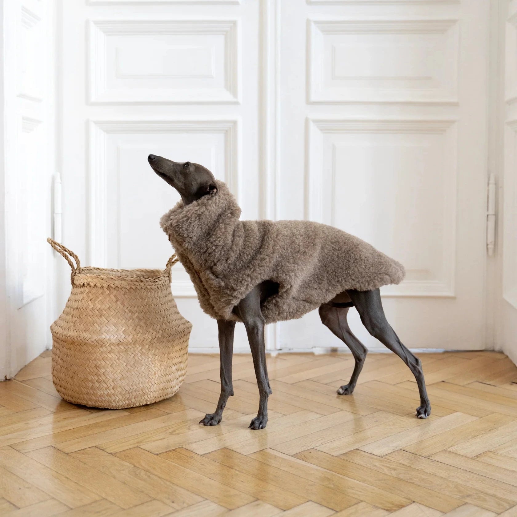 Gilet chien design – inspiration mode contemporaine