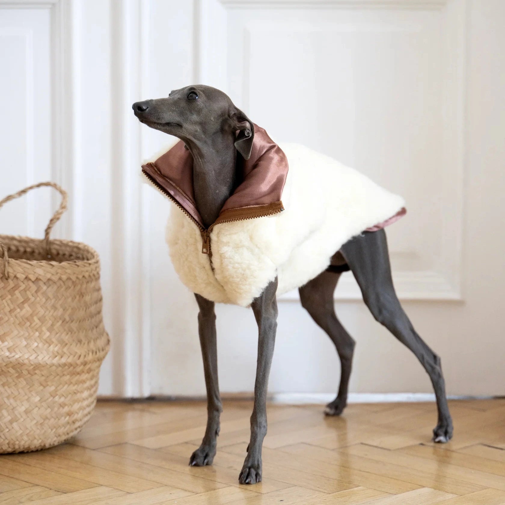 Gilet chien design – inspiration mode contemporaine