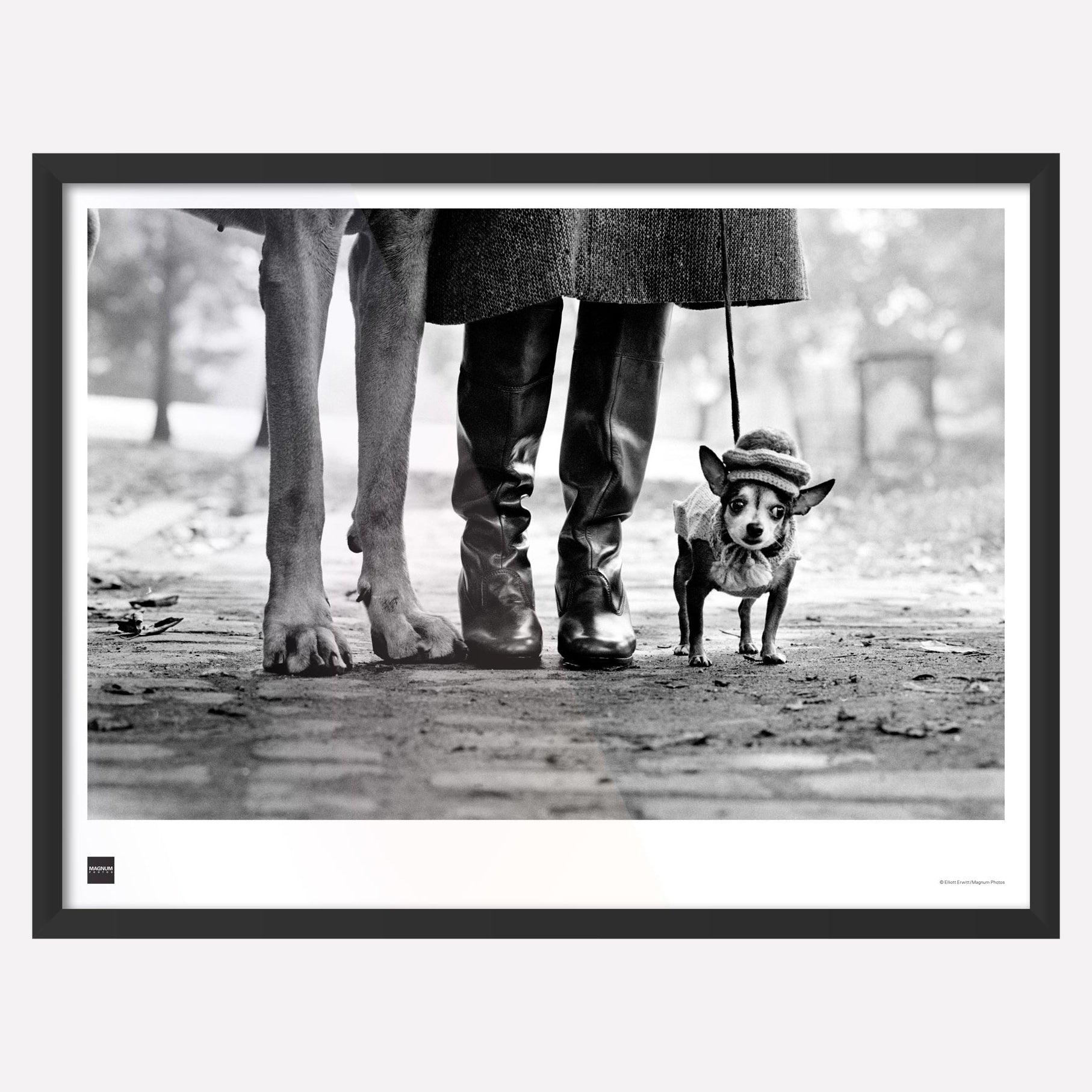 Tableau de Chiens (Dog Legs) |  New York City, 1974 - Elliott Erwitt