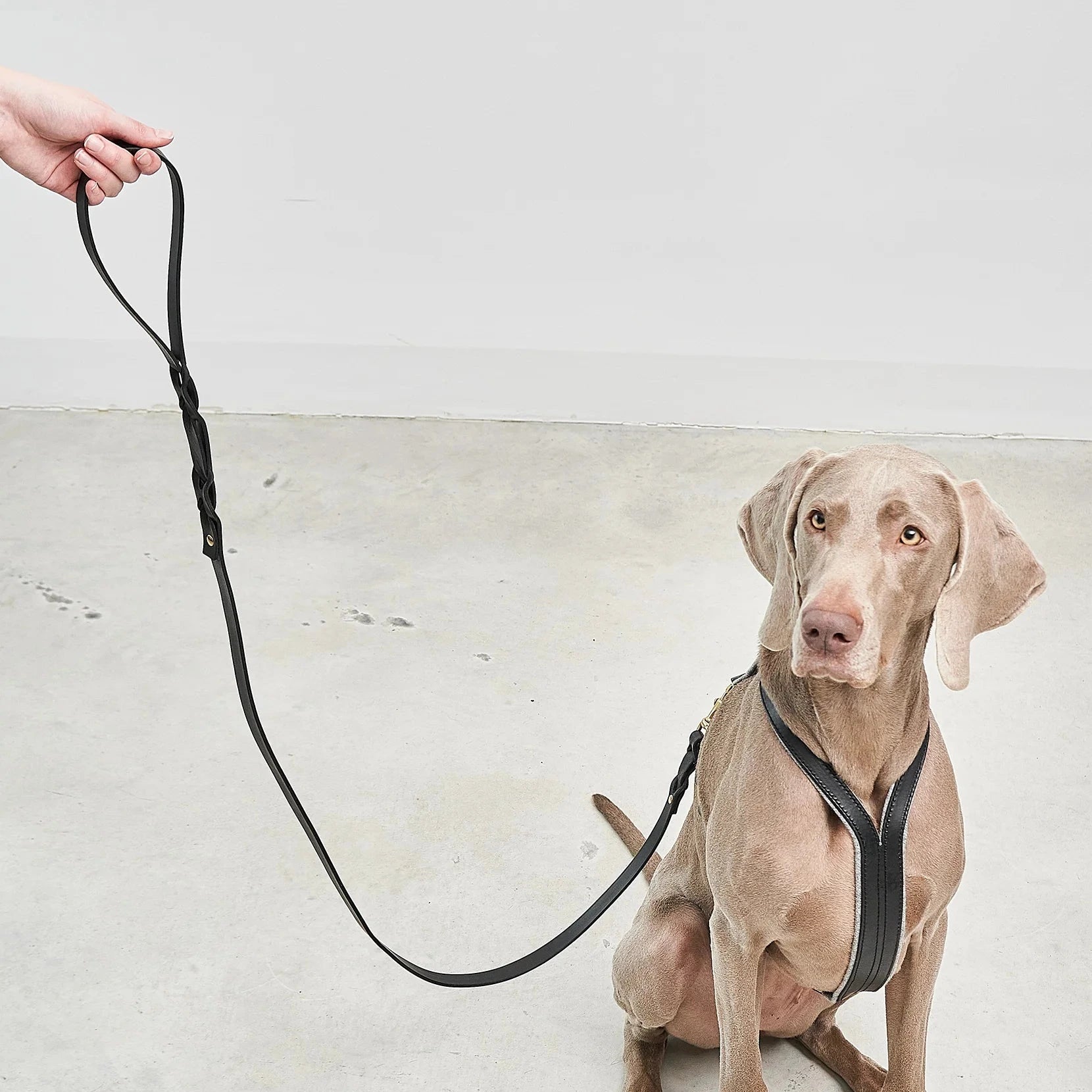 Laisse pour chien Rimini – confort de prise et maniabilité