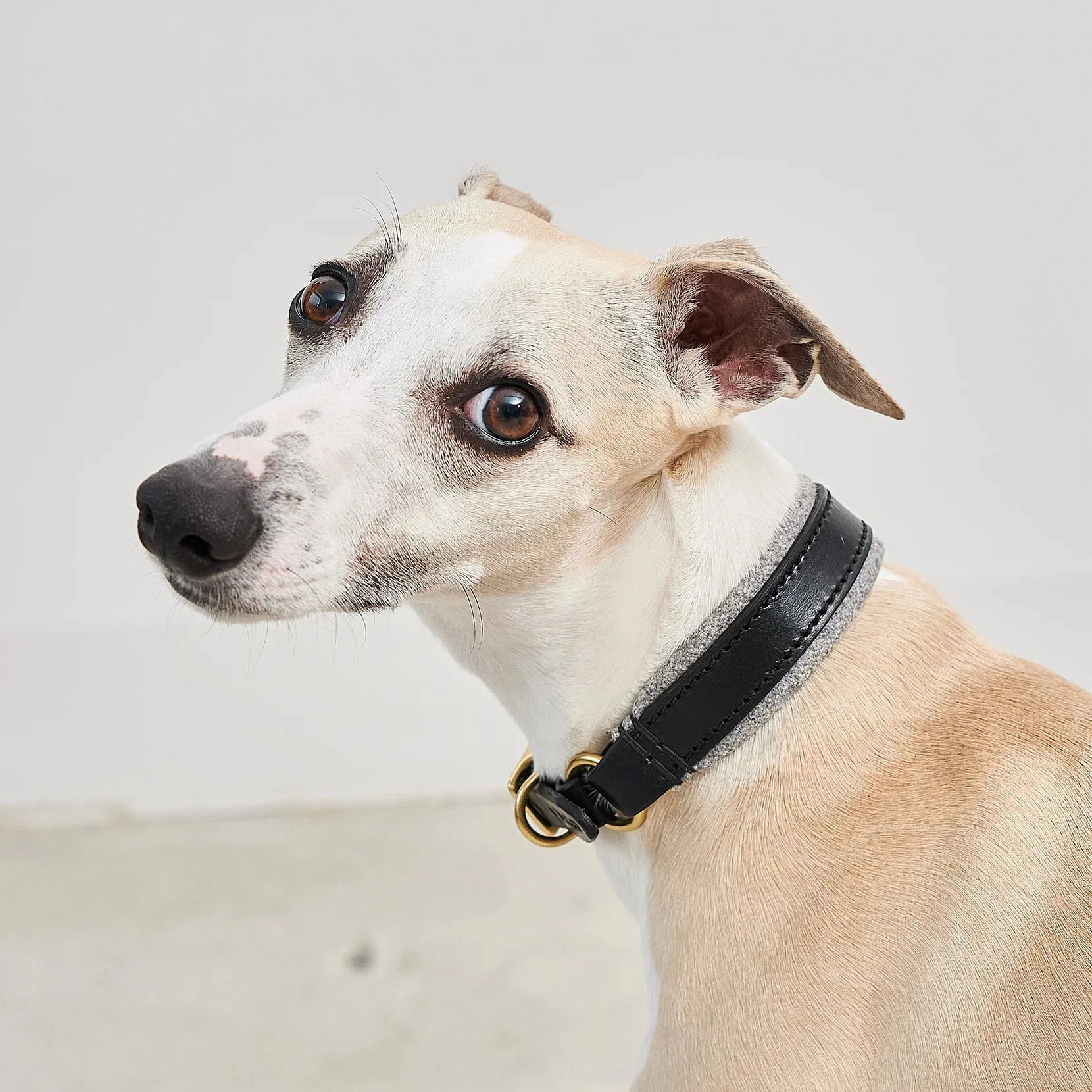 Collier chien luxe Siena – cuir premium et confort haute qualité