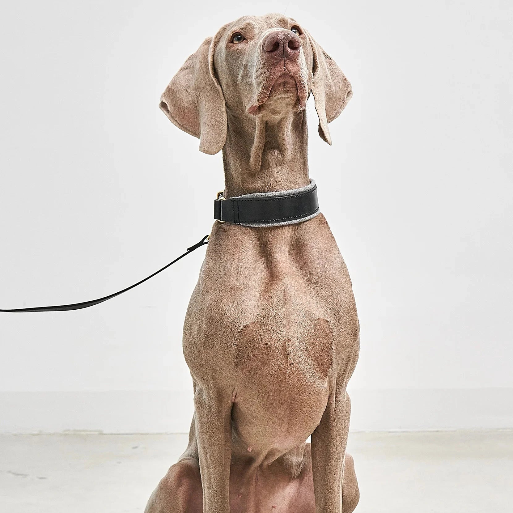 MiaCara Siena dog collar – rembourrage laine confortable et design minimaliste