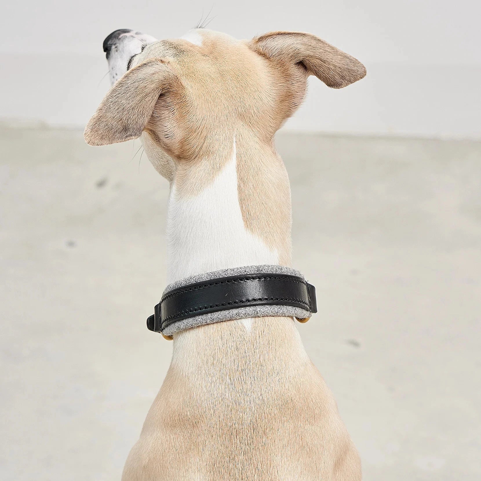 Collier chien Siena MiaCara cuir tanné végétal noir