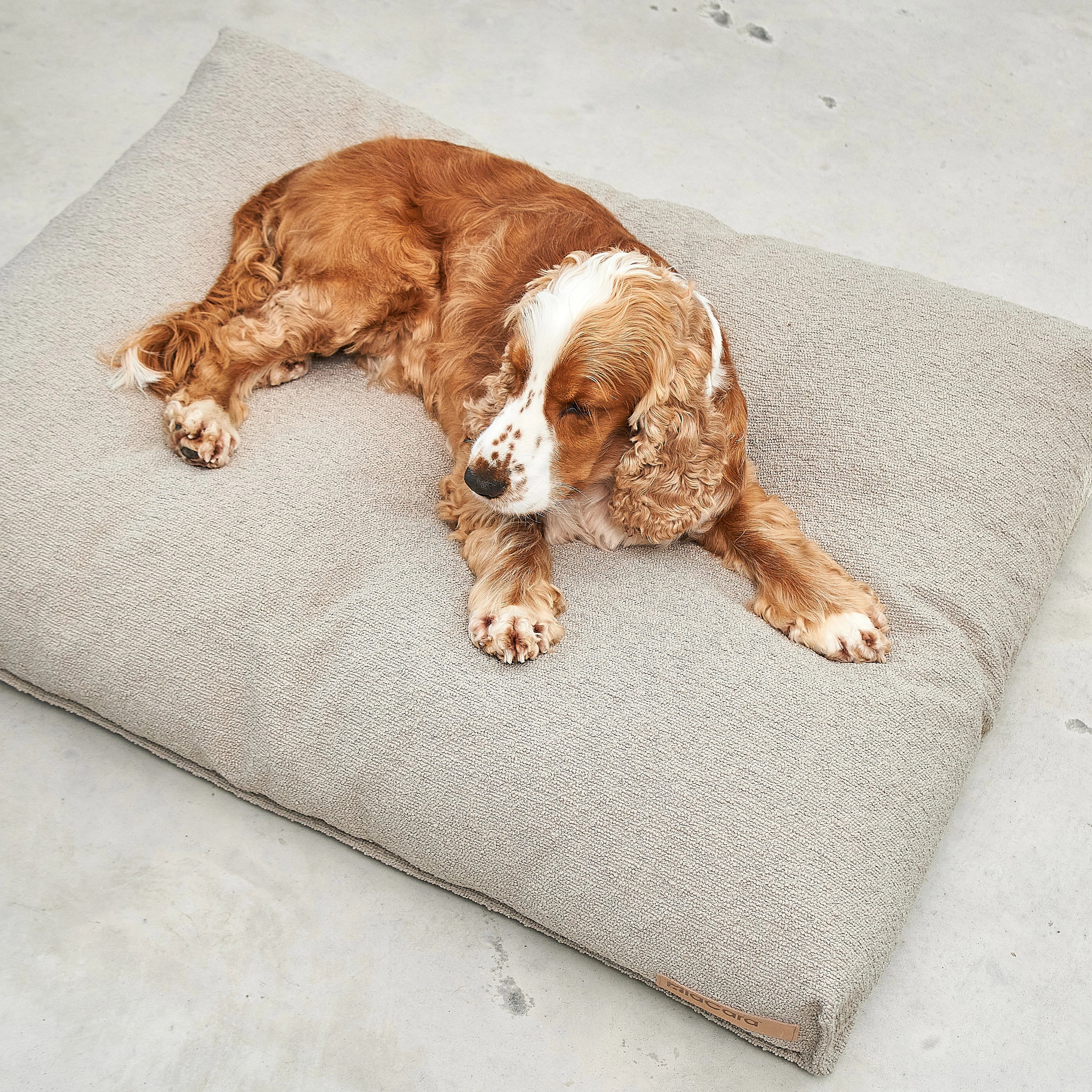 Mondo – Coussin design pour chien