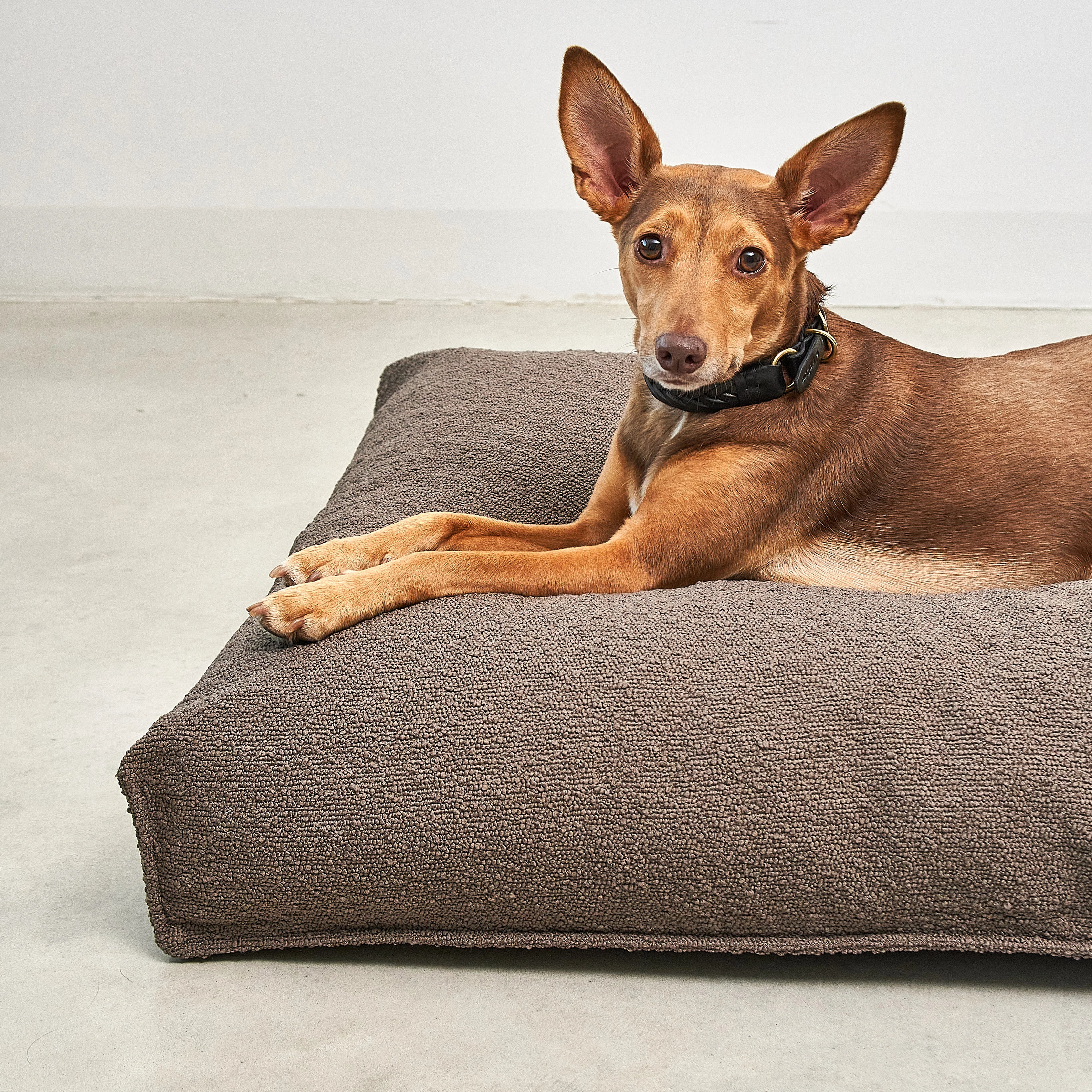 Mondo – Coussin design pour chien