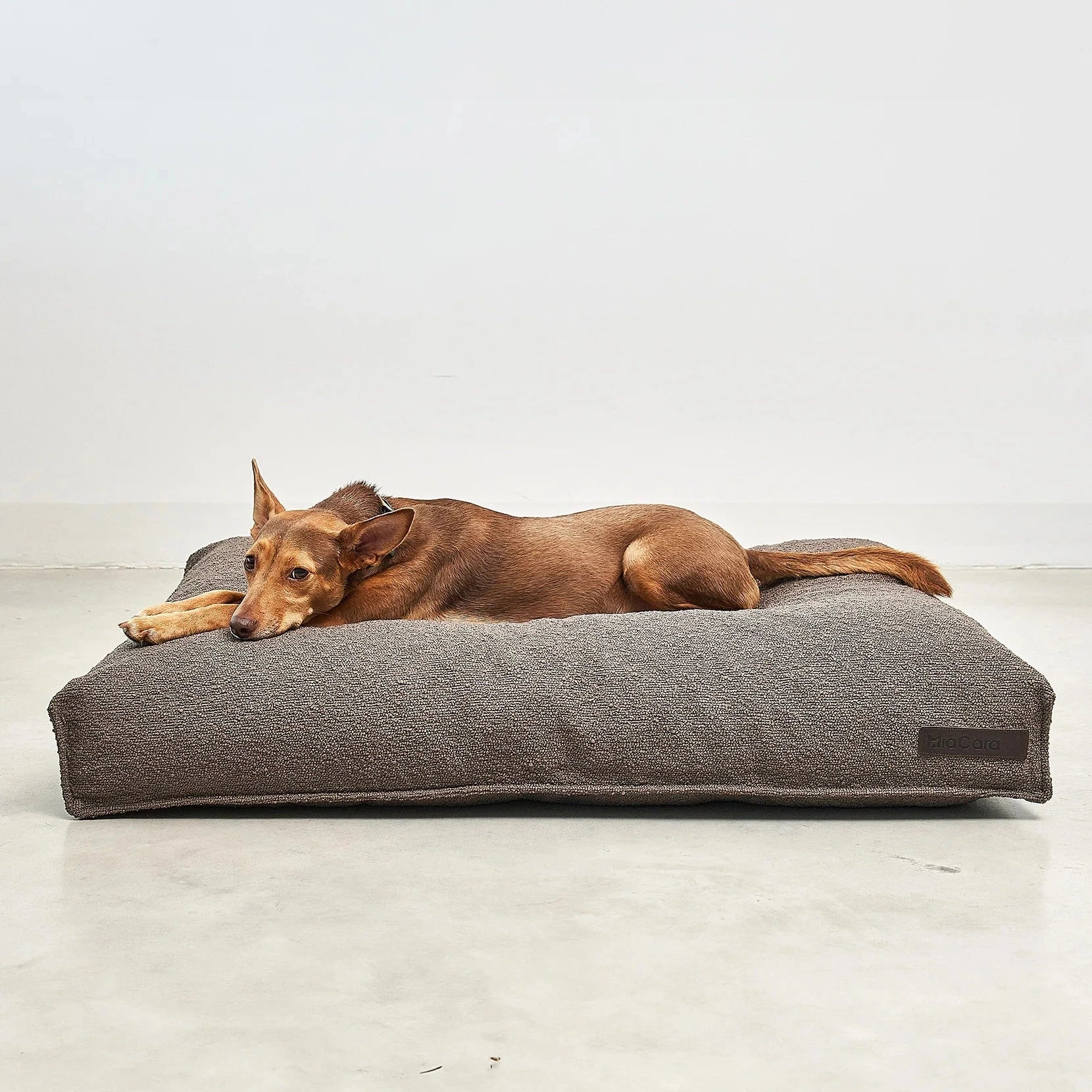 Mondo – Coussin design pour chien