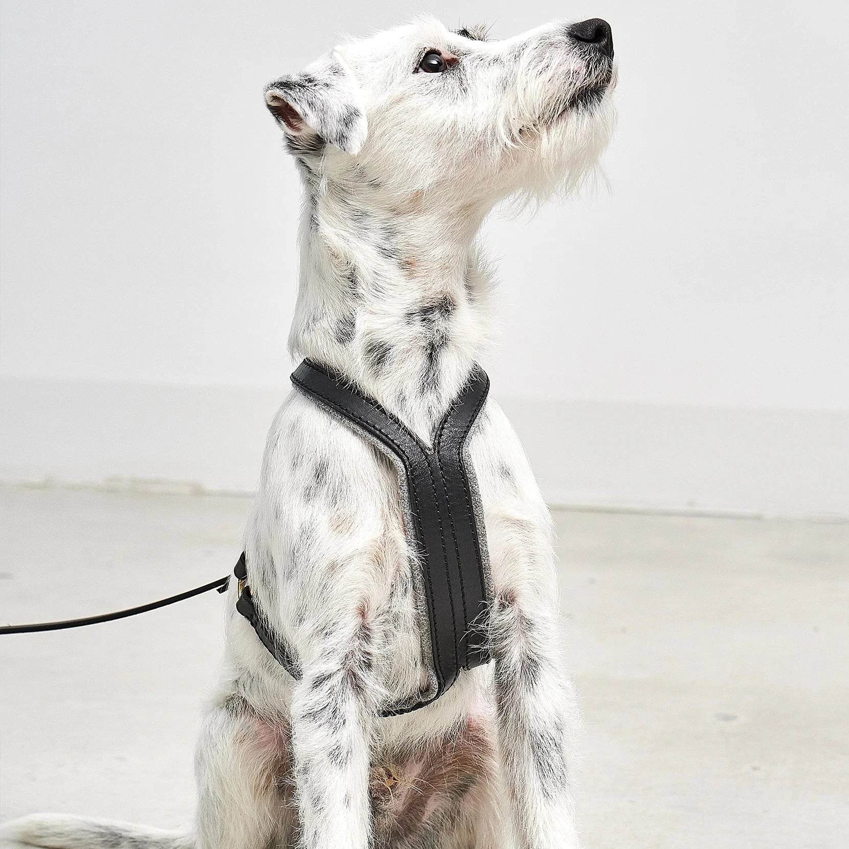 Accessoire chien luxury Verona – style moderne et chic