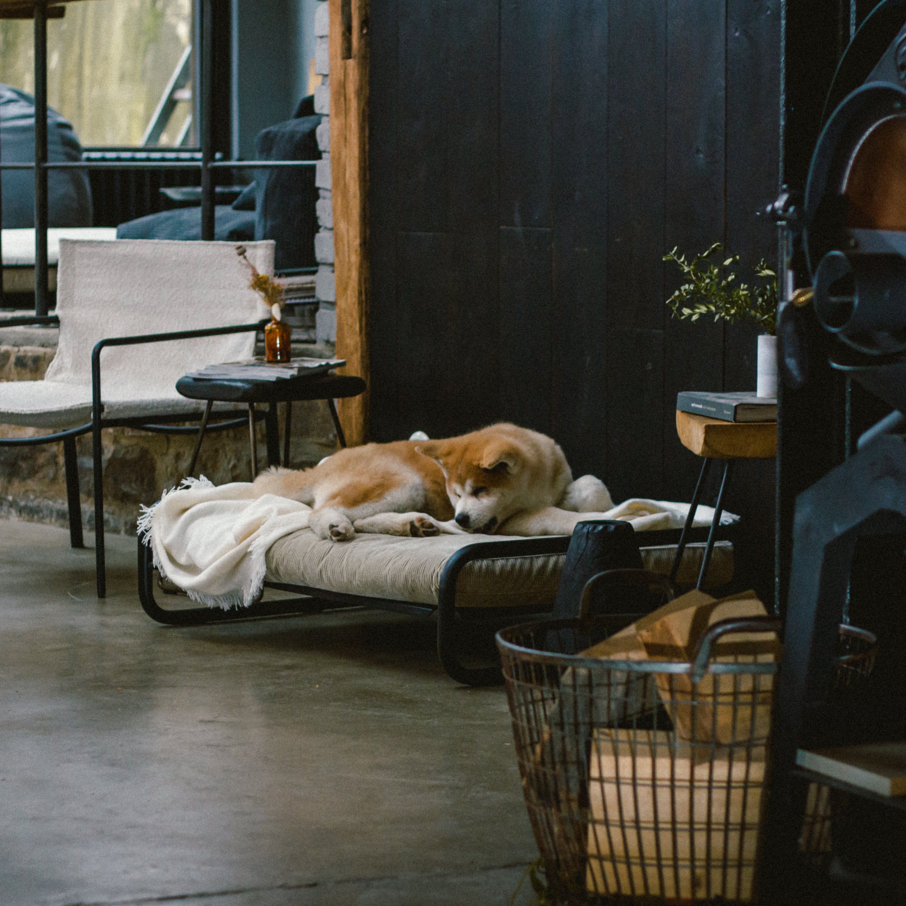 Canapé pour chien eurodif
