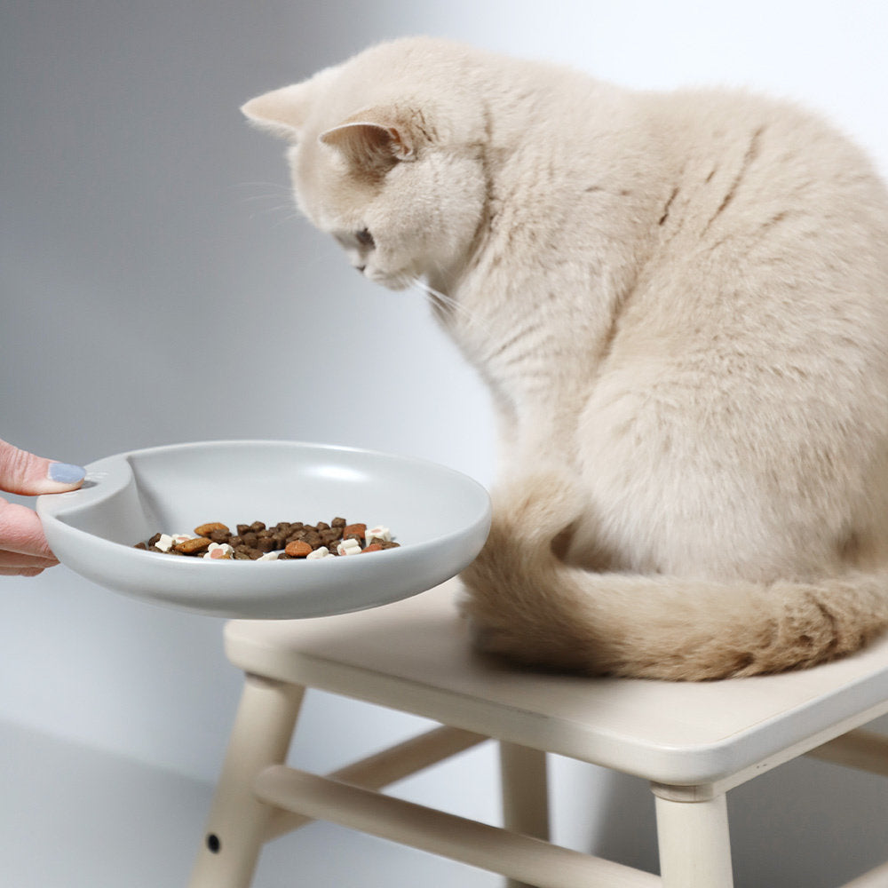 Bol plat pour chat – respect des moustaches