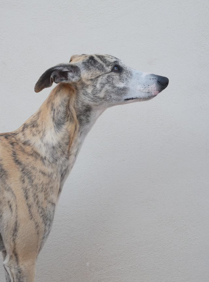 Collier ergonomique pour levrier – respirant, souple  et léger