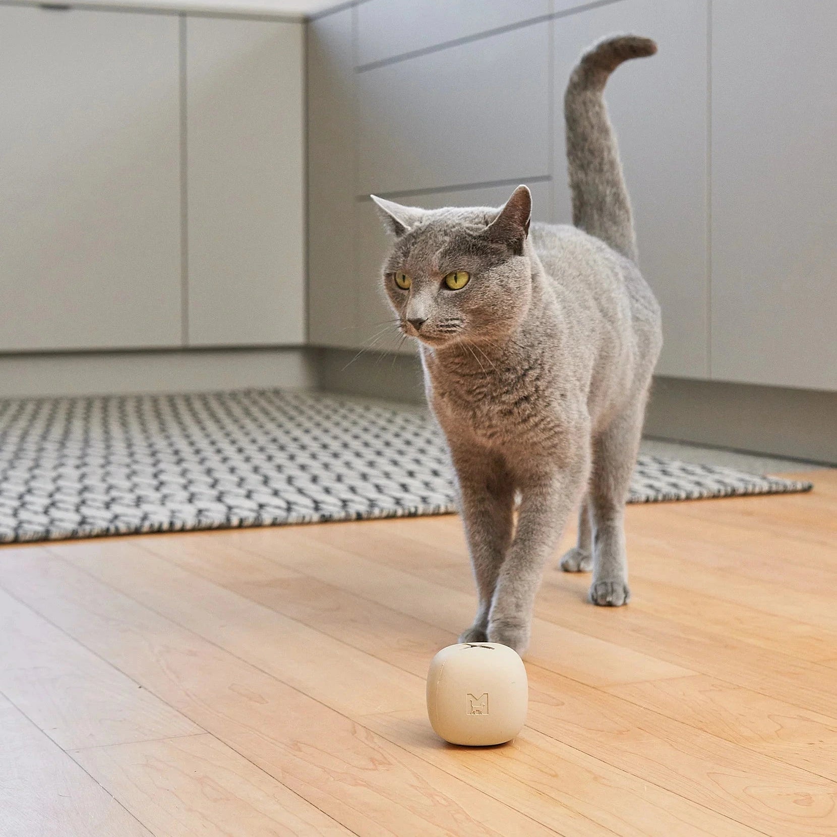 Rotolo – Jouet distributeur de friandises design pour chat
