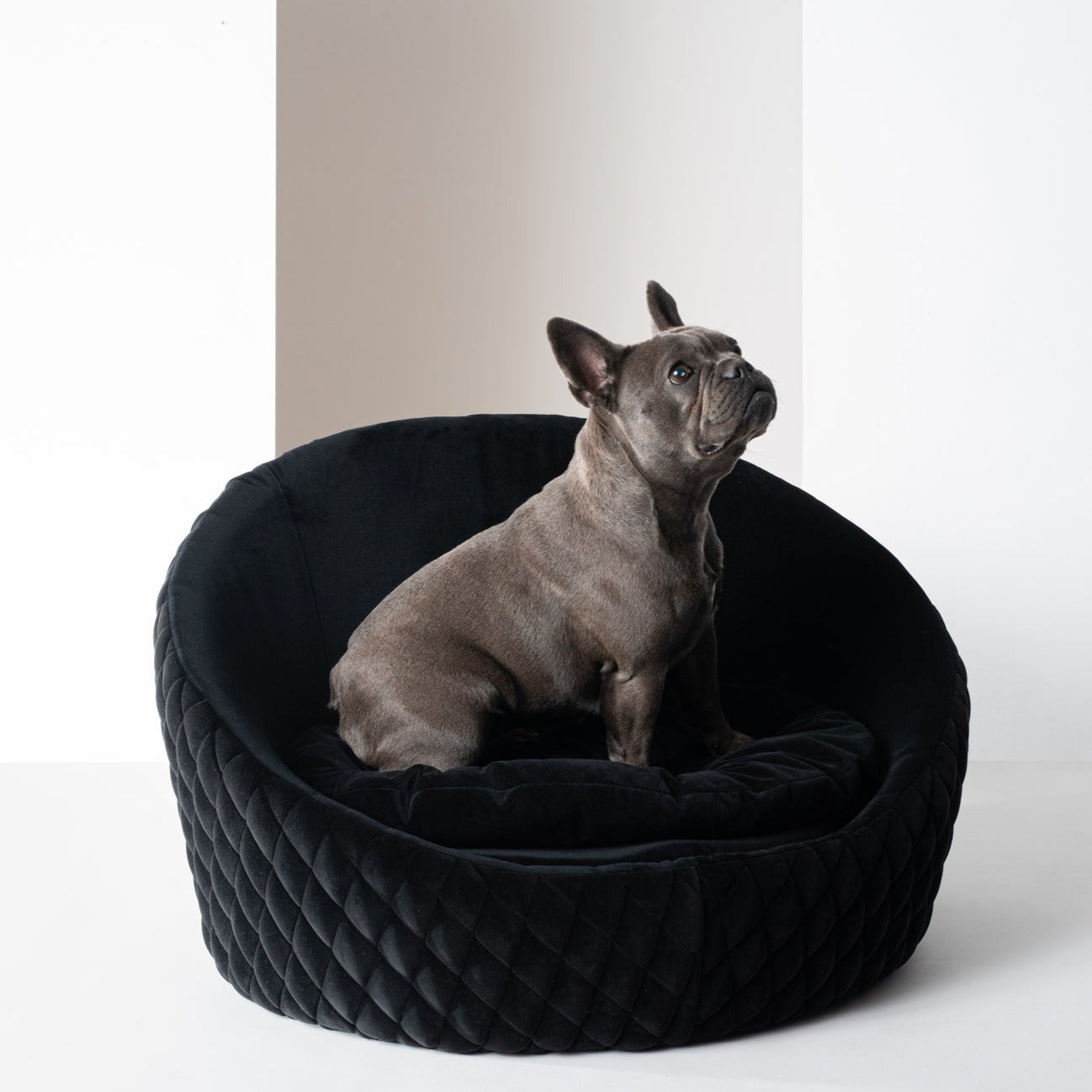 Mobilier design pour chien - Lozamo